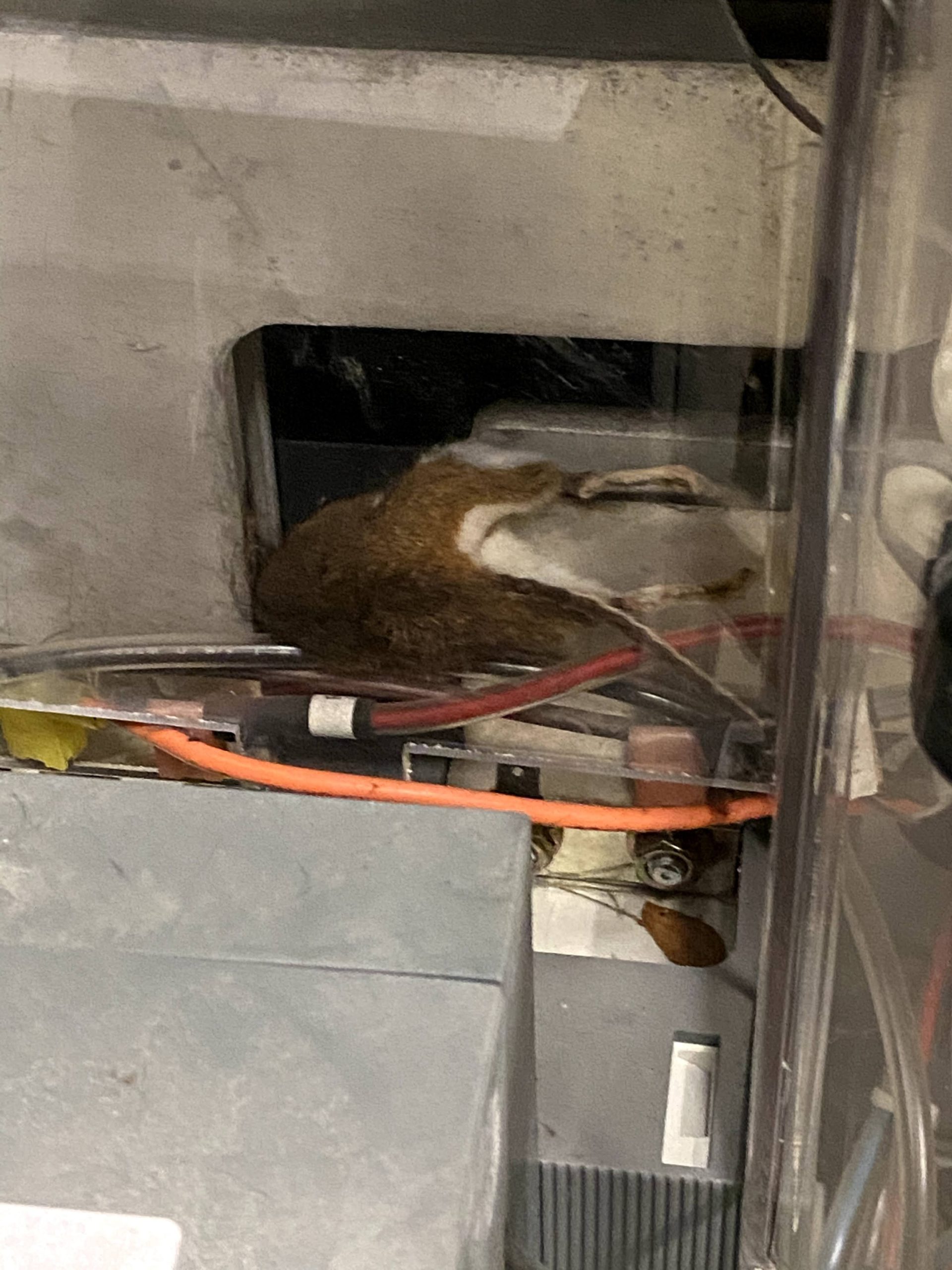 Rodent in electrical system